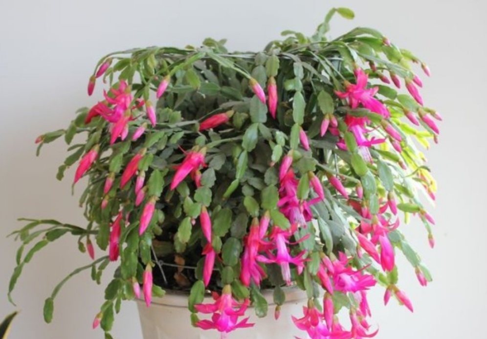 仙人指跟蟹爪兰一样养护吗,仙人指和蟹爪兰一样养吗