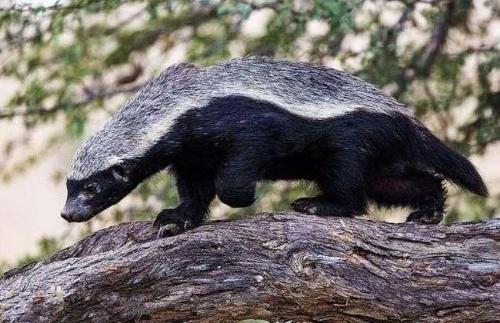 平头哥大战狮子只因看了一眼,平头哥捕食狮子全过程