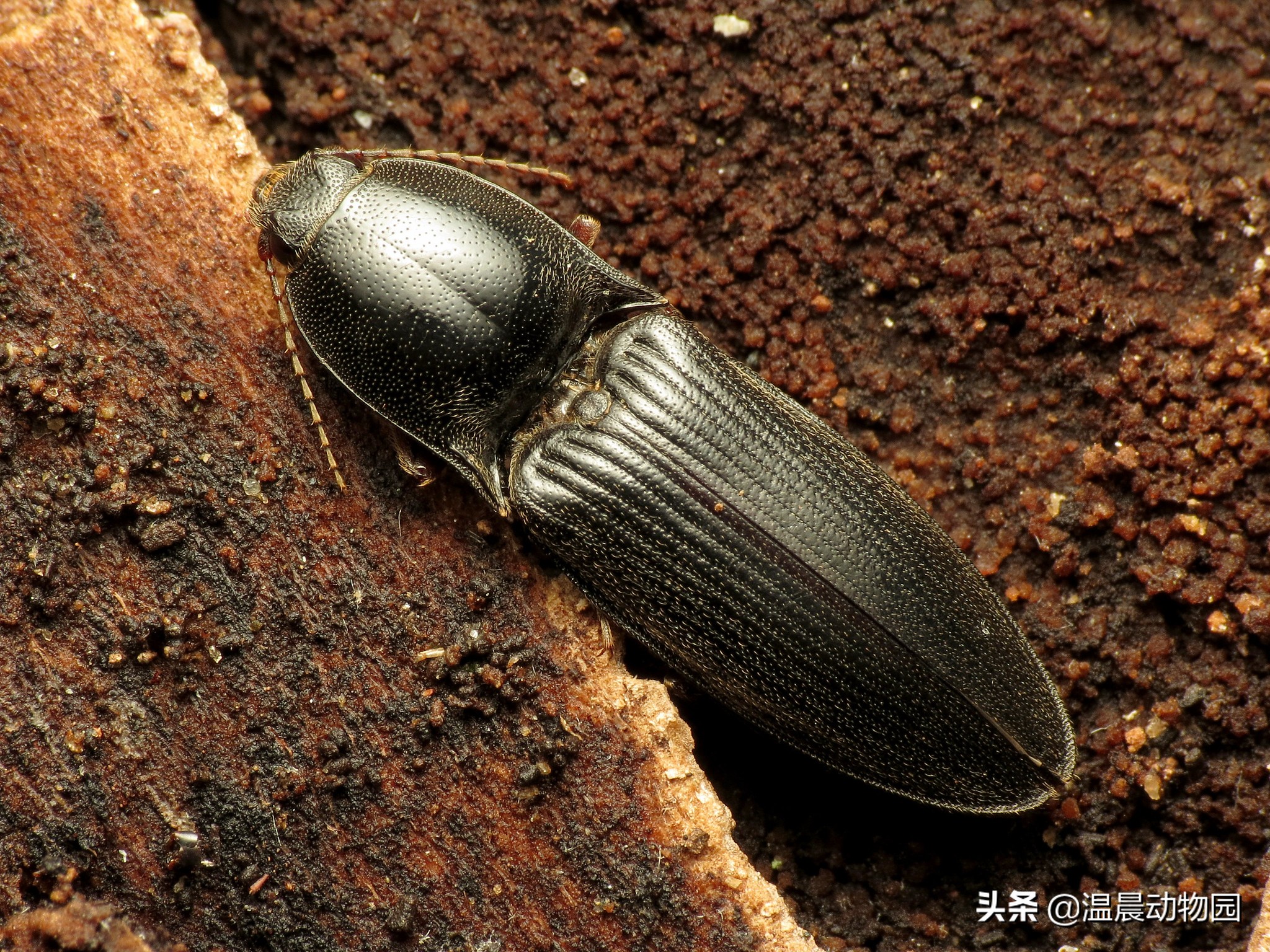 小时候农村人玩过的十种昆虫,农村人小时候一定玩过的10种昆虫