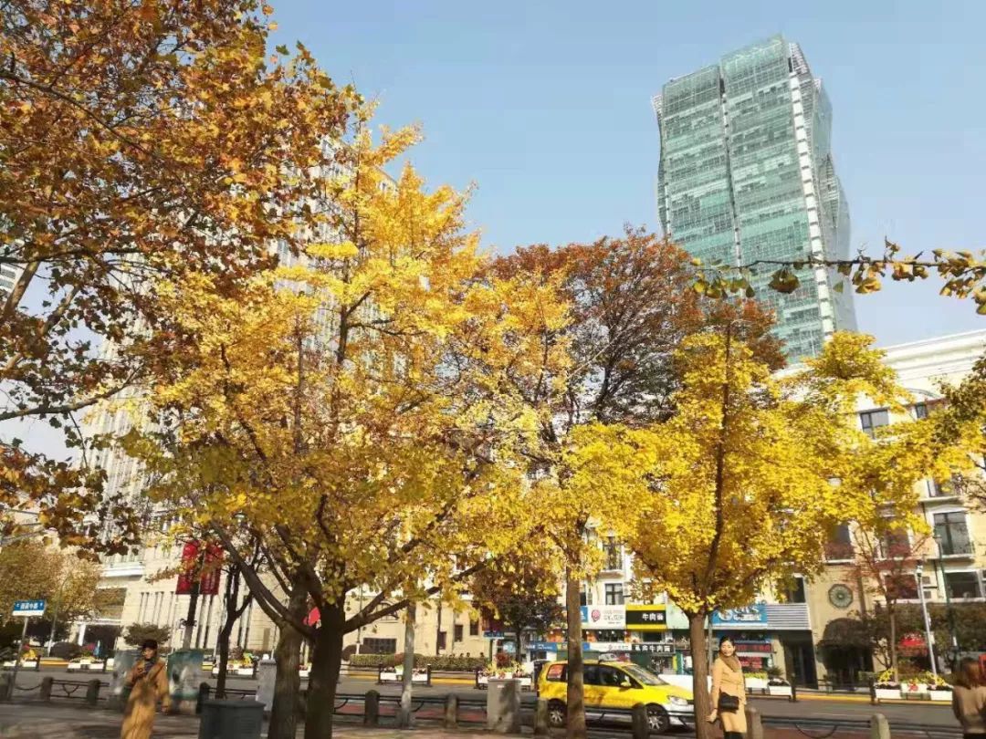 上海银杏叶打卡的地方,上海周边哪里有银杏叶