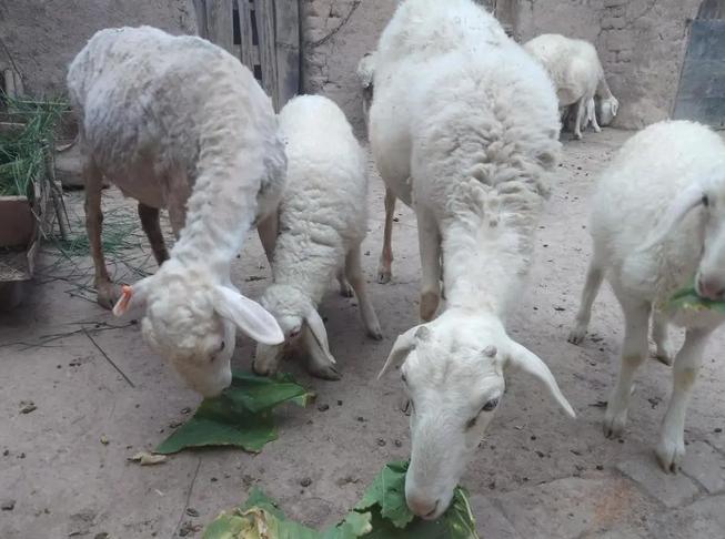 特别瘦的羊怎么调理,瘦羊如何调理饮食