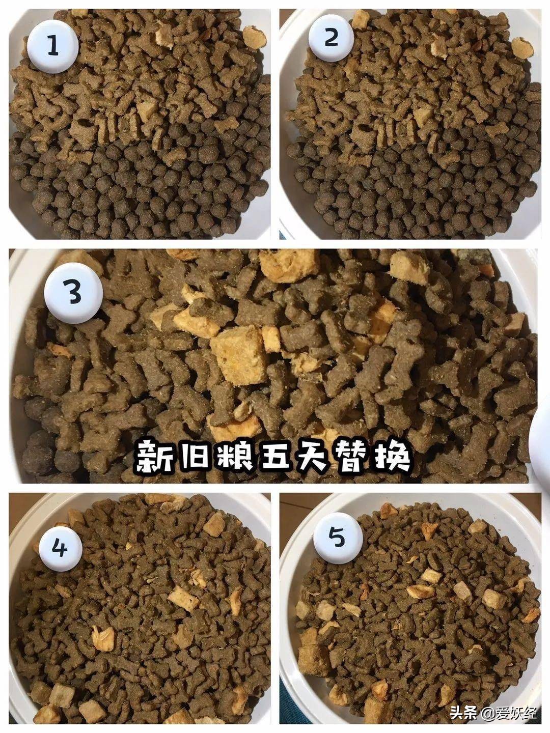 狗狗沉浸式吃冻干大餐和肉,狗狗吃冻干肉大餐