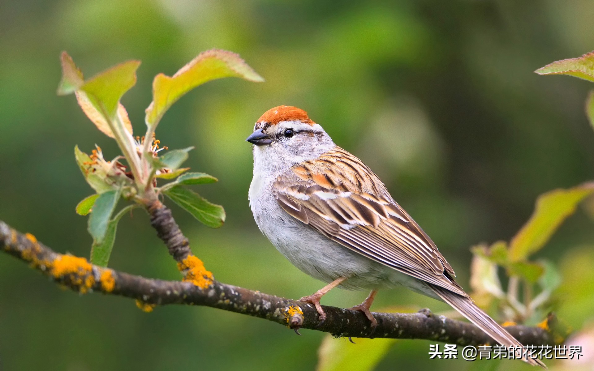 笼养鸟神经紧张症的预防和治疗