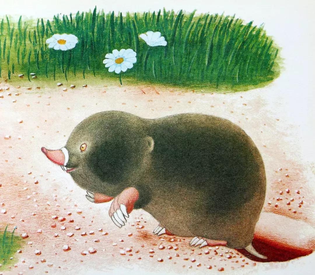 羞答答的小猫绘本故事,绘本阅读有趣的小猫