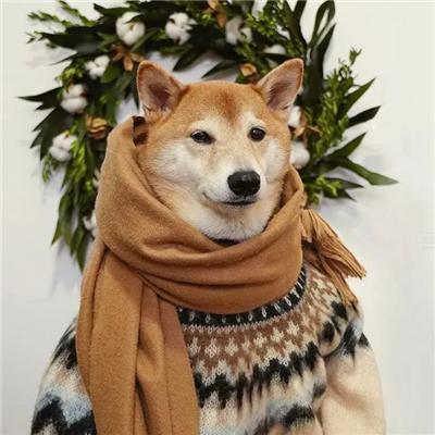 成熟狗狗穿搭,狗界王老五的时尚型穿搭示范