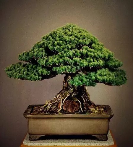 附石悬崖式罗汉松盆景图片,附石罗汉松造型图片