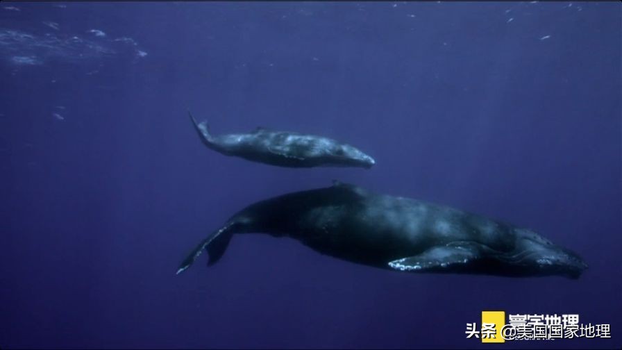 是什么激励着国家地理女探险家们改变世界的?