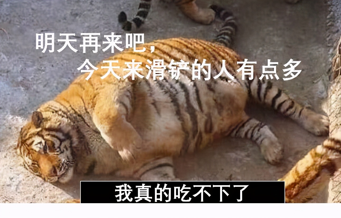 为什么蜘蛛是最恐怖的动物,为什么人类对蛇的恐惧比老虎更强