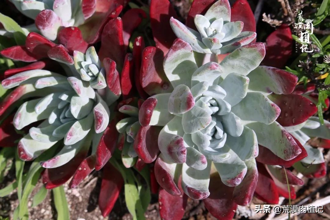 美国加州海岸仙女杯偷盗,美国加州仙女杯产业