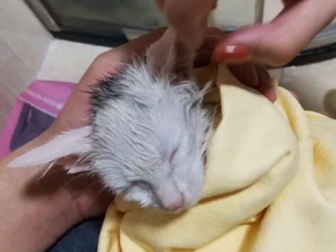 救助流浪猫被粘鼠胶,流浪猫被好心人收养后变成粘人