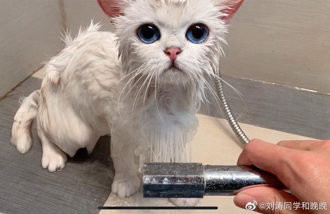 网红晚晚肾衰、胰腺异常、胆囊炎，我从中学到了什么？