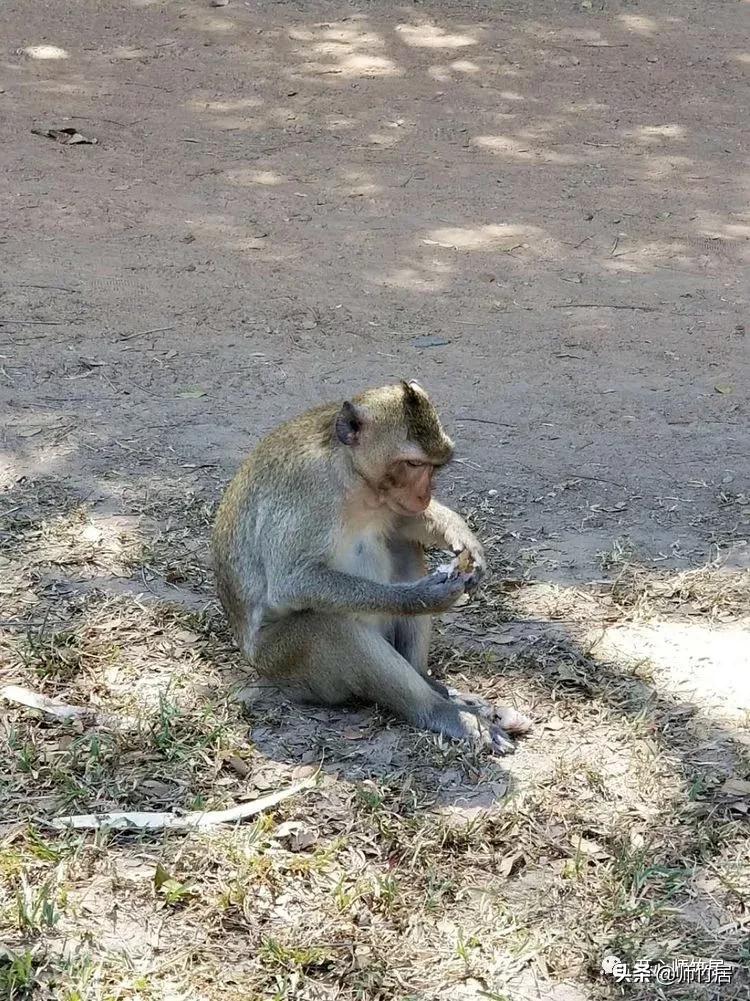 柬埔寨游记600字,柬埔寨游记美篇