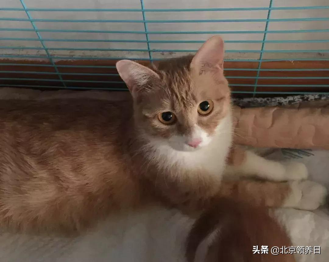 喵星人第二季,喵星人第2季免费观看