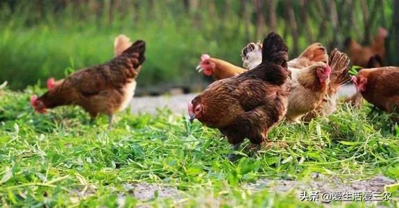 农村没技术适合干什么,没本钱没技术在农村怎么创业项目