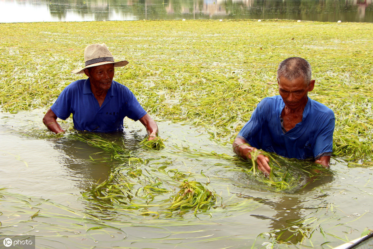 河蟹黑鳃怎么回事,河蟹黑鳃的影响