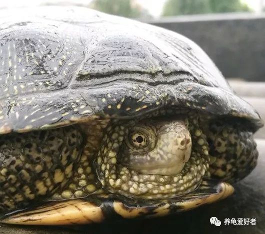 乌龟与鳖龟的生长环境有什么区别,刚到家的龟怎么能快速适应环境