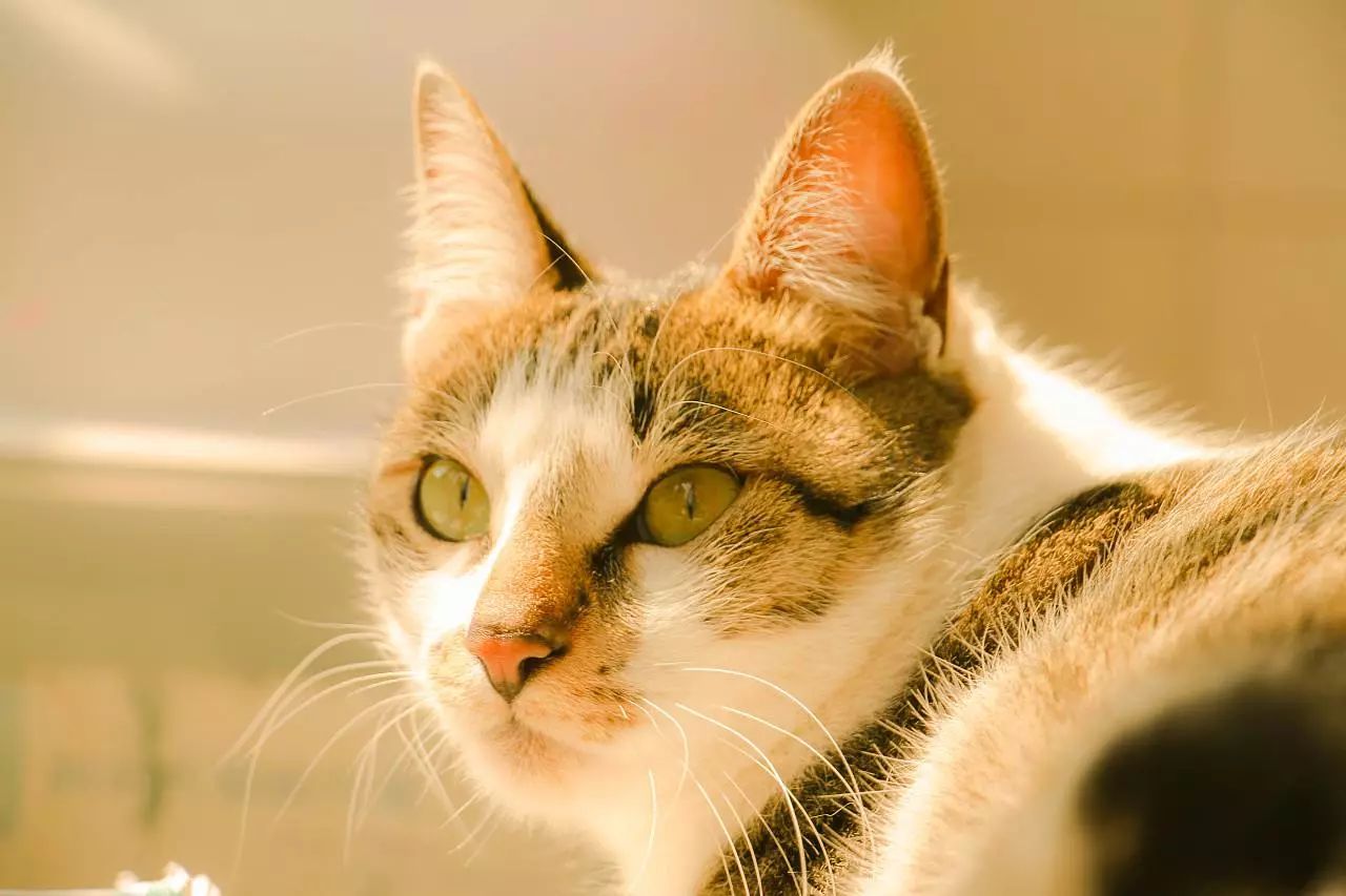 猫咪舔舐自己的伤口会怎么样,猫咪反复舔舐同一个部位是怎么了