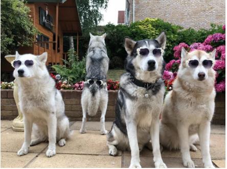 狗狗眼角的泪痕怎么去除小妙招,狗狗眼部泪痕有结痂怎么弄