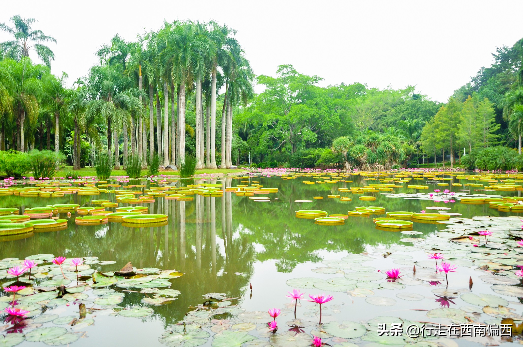 西双版纳五树六花185平米,西双版纳花的世界