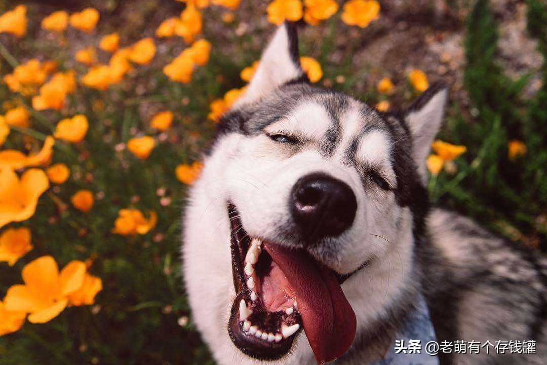 交通事故对方全责没钱赔怎么办,如果交通事故负全责没钱赔怎么办