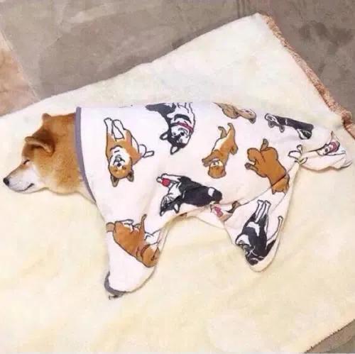 柴犬小课堂之解析豆柴,柴犬小讲堂