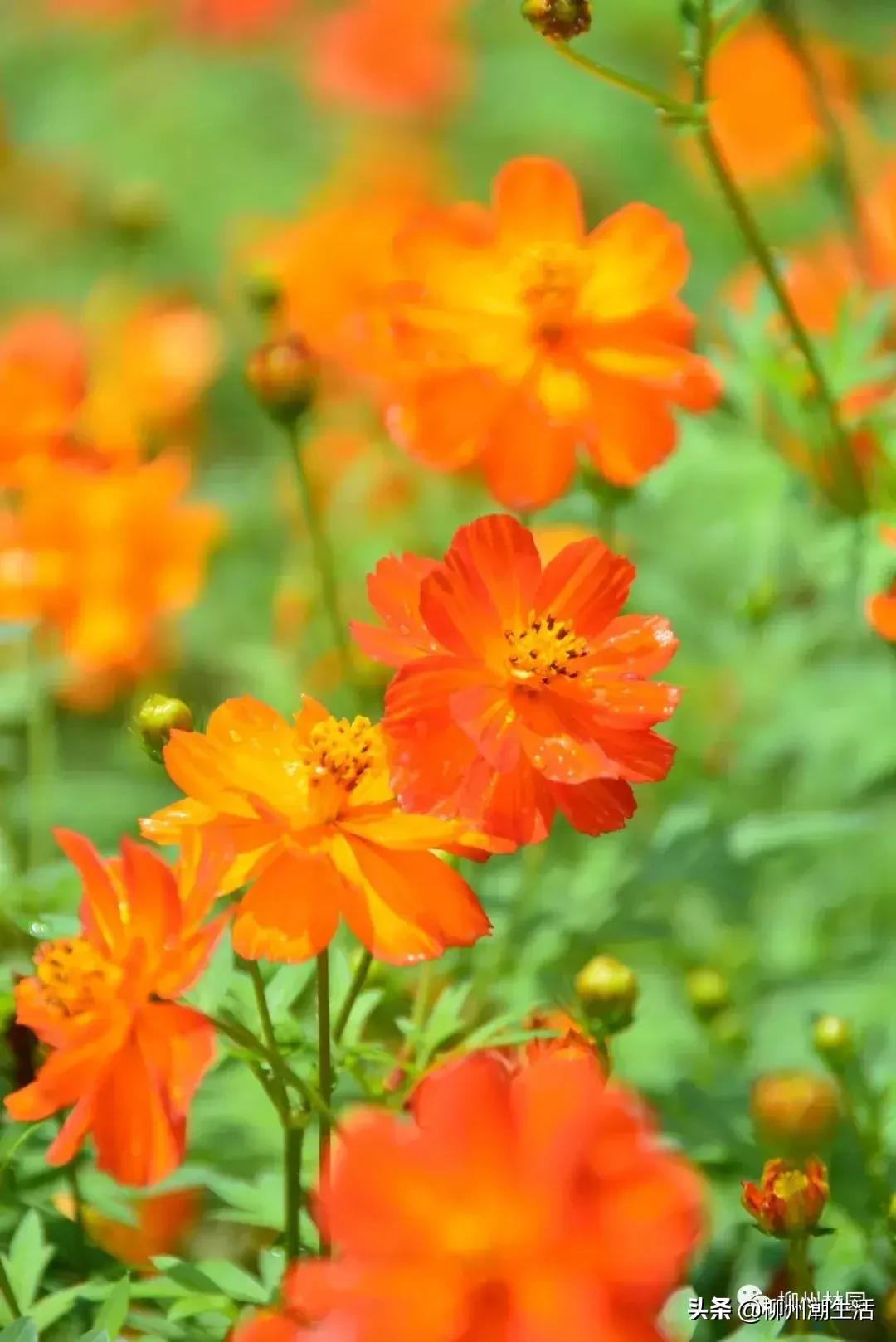 柳州哪里有免费花海,柳州花海紫荆花真实视频