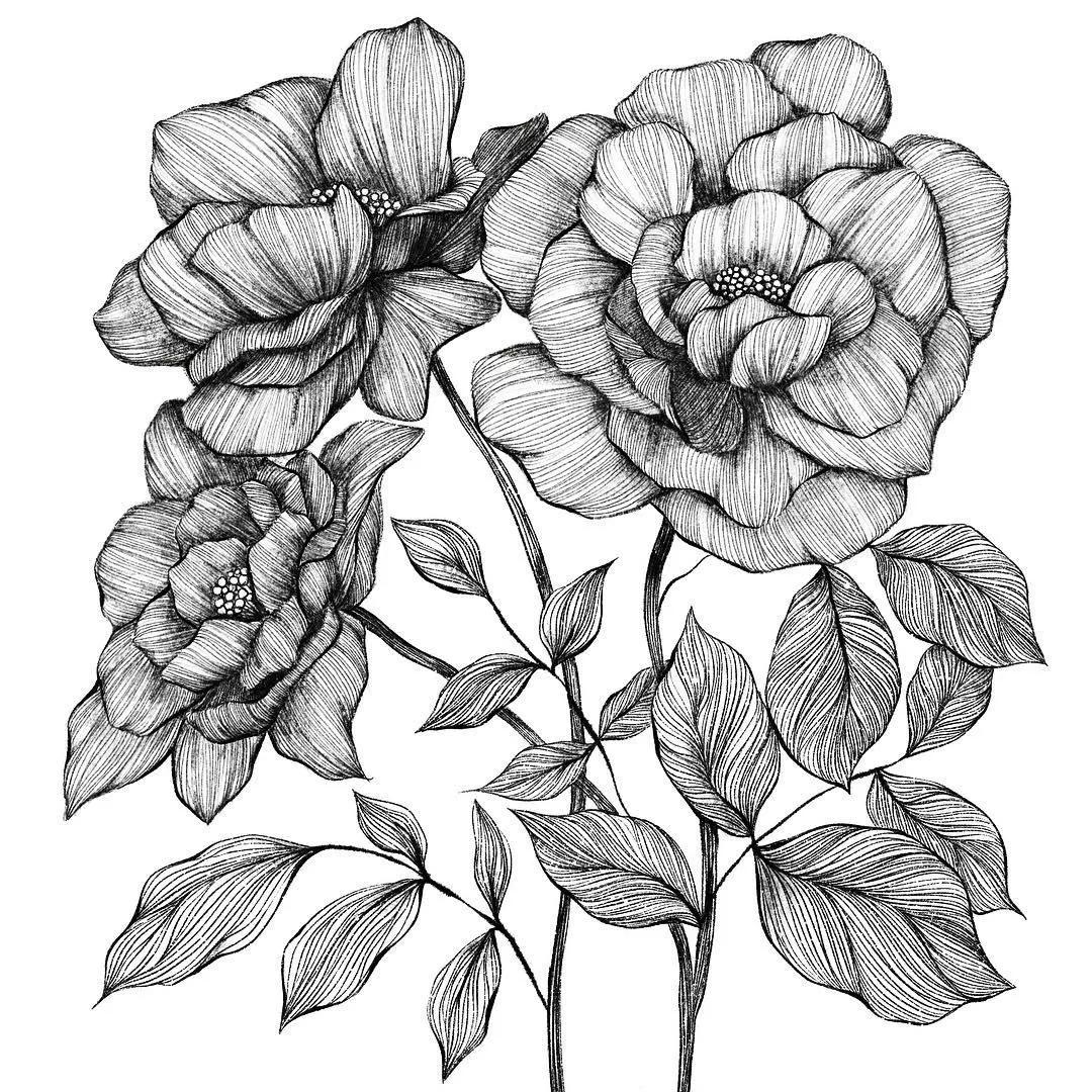 一看就懂的针管简笔画,针管笔入门手绘1000例临摹图