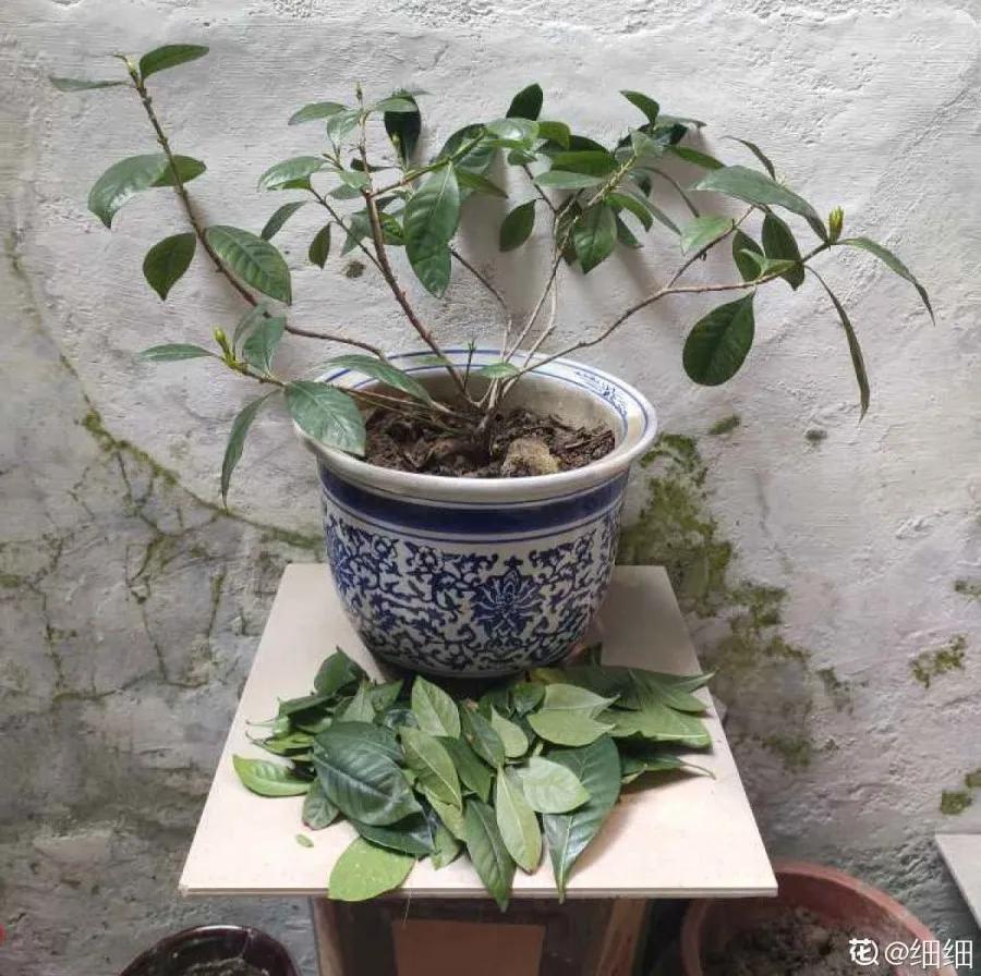 花买回来叶子蔫了怎么办,花掉花苞有什么好方法吗