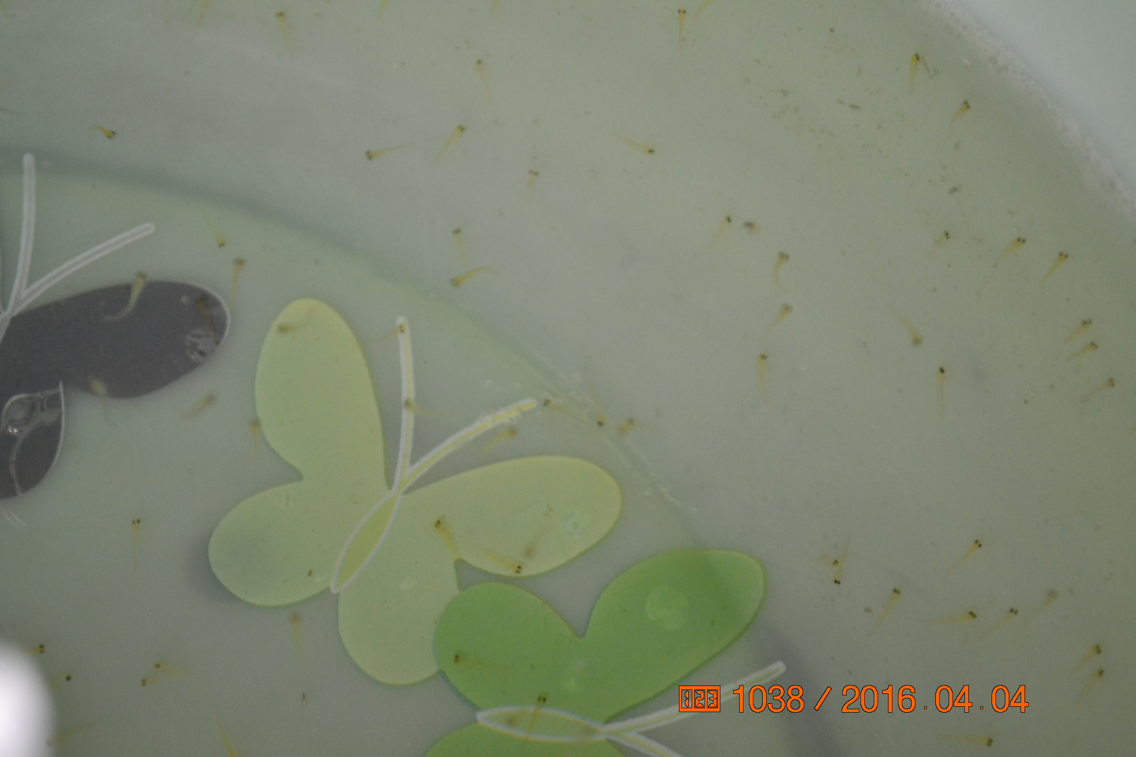 湖南最好的锦鲤养殖基地,湘潭锦鲤养殖