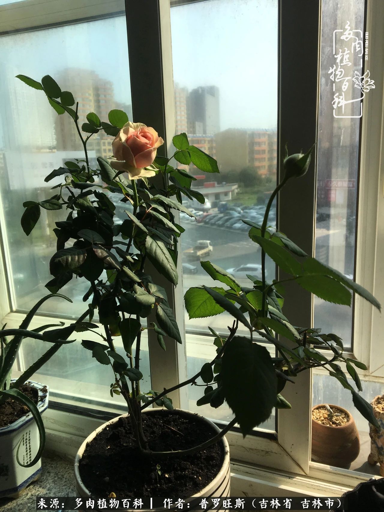 日日勤服侍，日日勤拂拭！服侍花儿，就是拂拭心灵