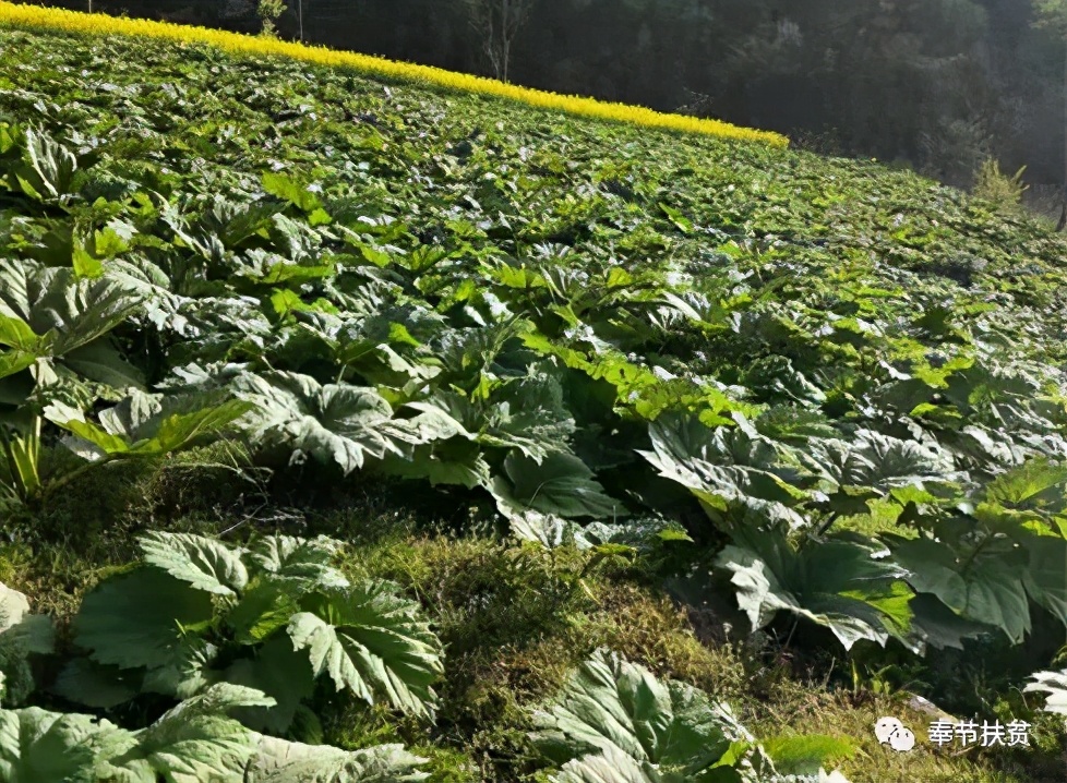 “老农家”龙仕勇：见证响水村“响”