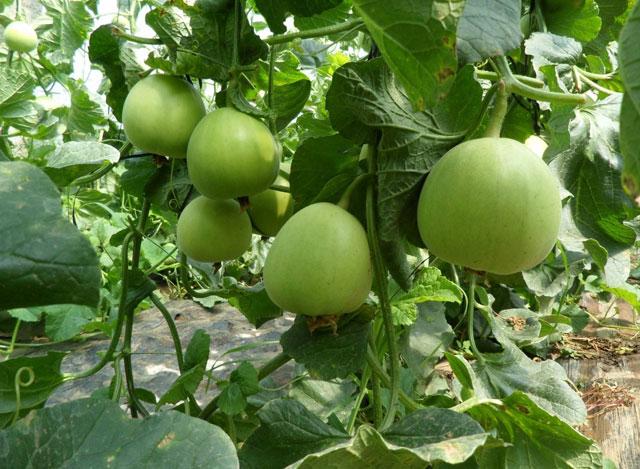 甜瓜膨大期怎么补救,甜瓜苗期裂杆什么原因