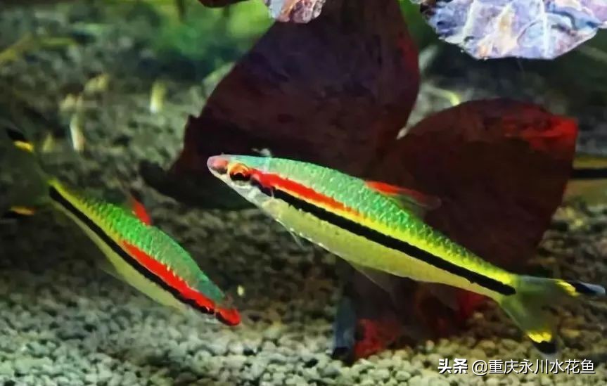 十大最好看的观赏鱼,观赏鱼100种形态