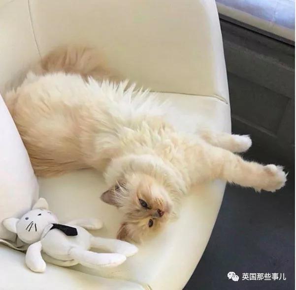 老佛爷的猫继承多少遗产,老佛爷去世后财产留给了一只猫