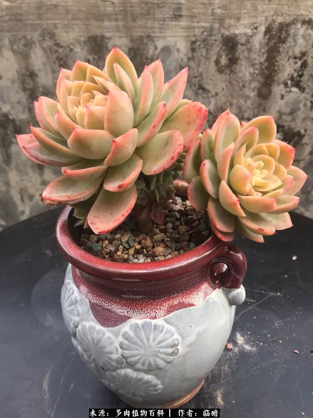 多肉带给我的感情,多肉给人们带什么作用