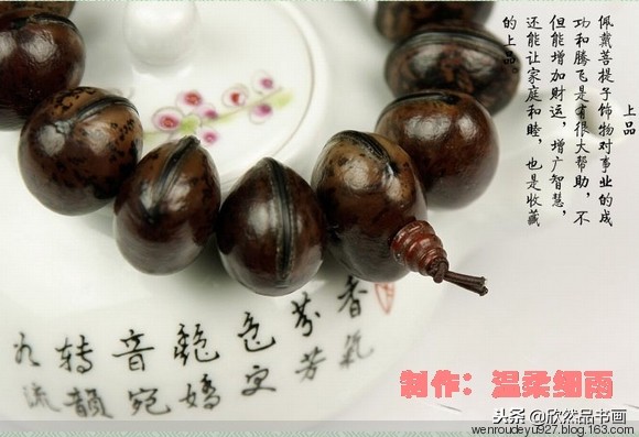 印度菩提子的种类,海南菩提子的种类