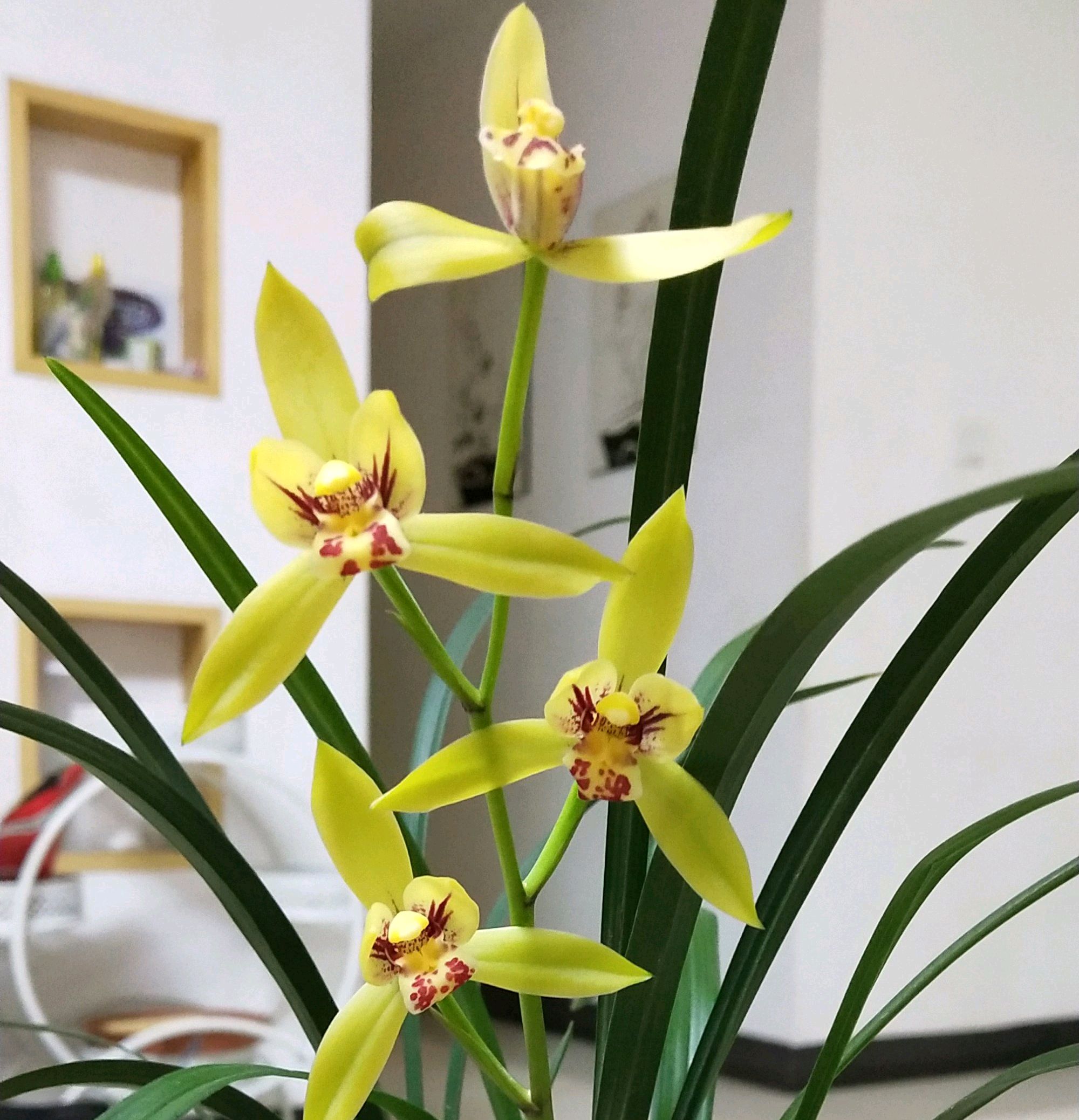 冬天兰花翻盆后水晶头消失,兰花上盆以后怎么判断死活