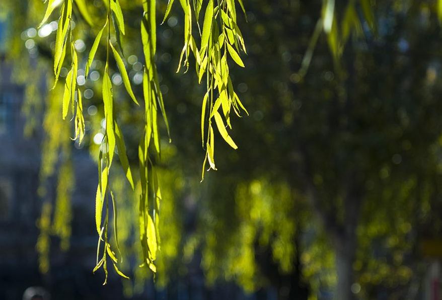 「原创诗词」侯*红庆**|笑傲枝头清骨冷此花不与百花同