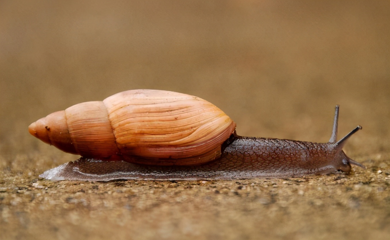世界最小的微型脑,揭开蜗牛躲过“大*杀屠**”的可能原因