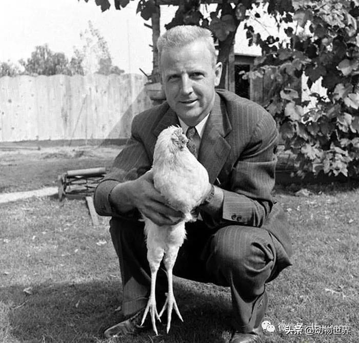 世界各国的著名动物,美国最著名的动物