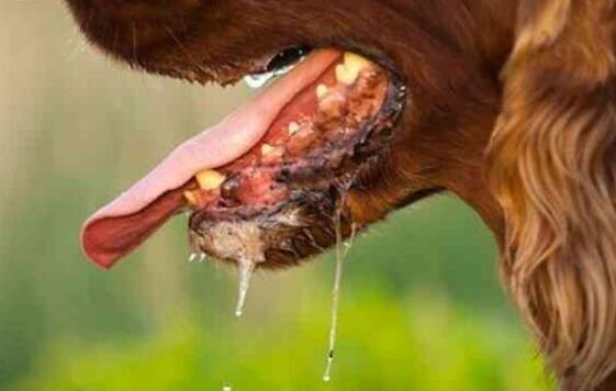 患狂犬病的狗狗有什么特征吗,患了狂犬病的狗有什么症状