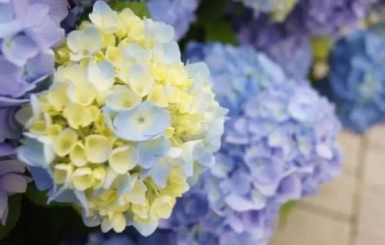 菜吧：草木皆兵，疫情之下的农场主们