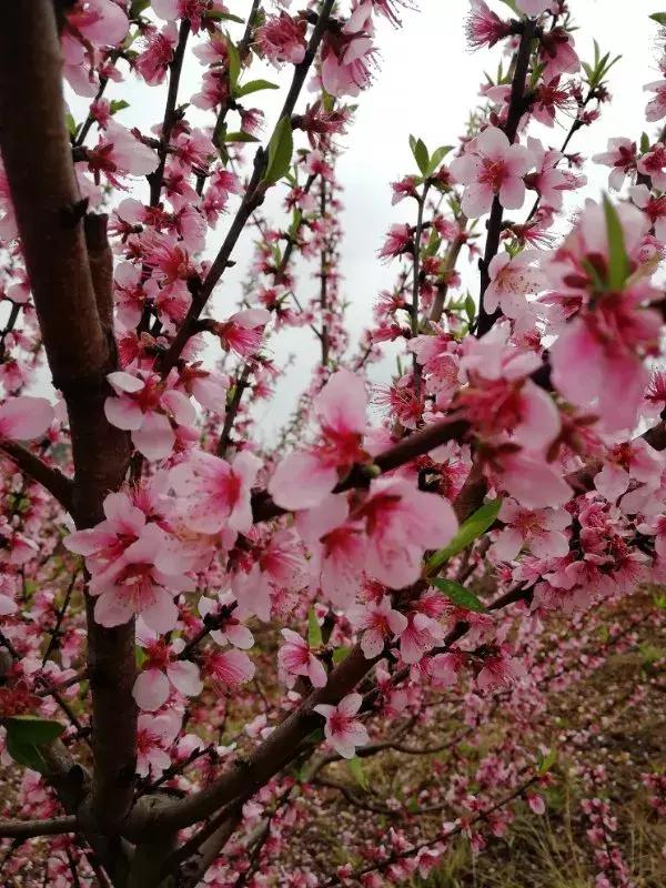 别再说安义没什么玩的了，有这一篇就够了！