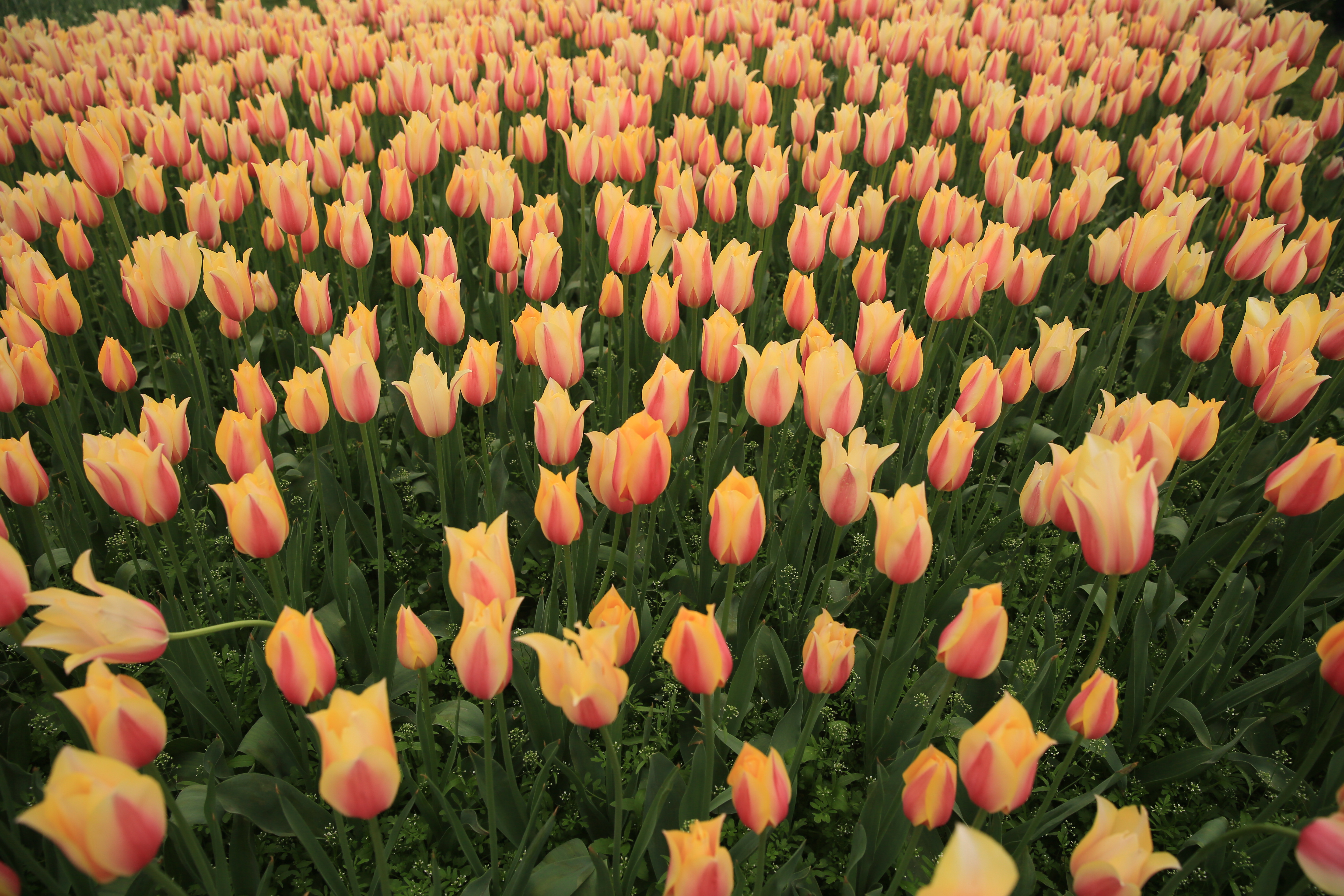 钂叉睙鐭宠薄婀栧ソ鐜╀笉,钂叉睙鐭宠薄婀栧ソ鑰嶅悧