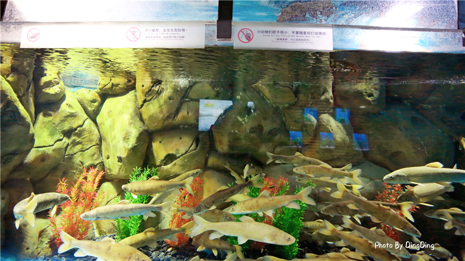 迪士尼能走多远,迪士尼乐园有多远