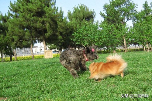 养博美泪痕严重怎么办,博美狗怎么养才健康