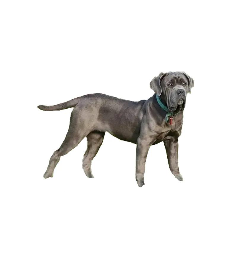 滨州48种烈性犬标准,滨州烈性犬最新规定