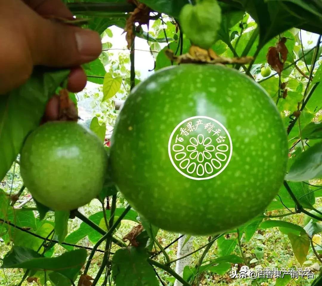 怎么分辨黄金百香果树苗的真假,紫色百香果与黄金百香果有何区别