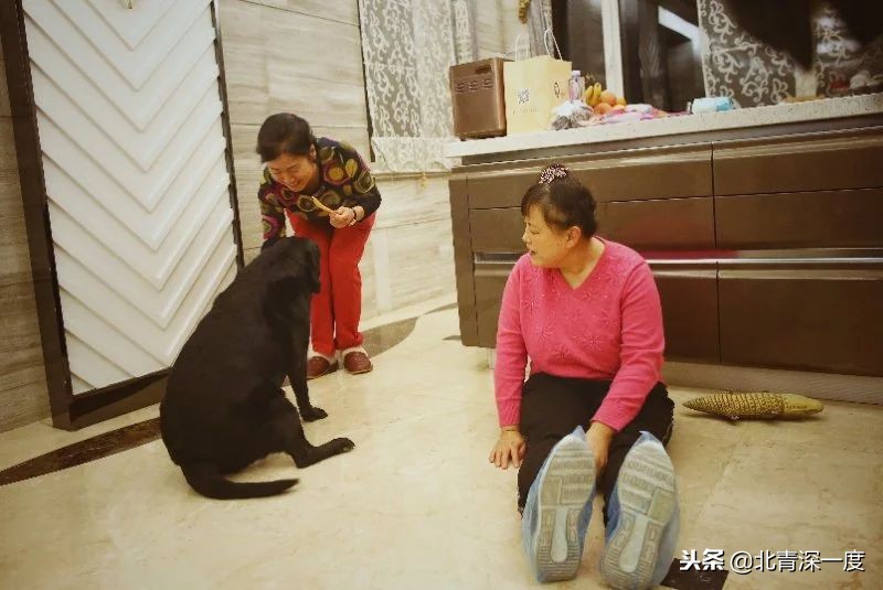 导盲犬基地为珍妮举行退役仪式,导盲犬珍妮退役交接视频