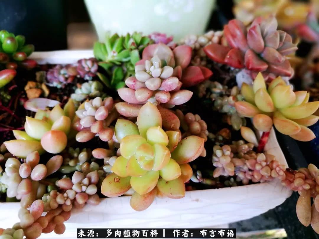 多肉的真实生活感悟,多肉的生活感悟